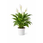 A&N Florya Vadi 40-60 Cm Barış Çiçeği (Spathiphyllum) Canlı Salon Bitkisi Bol Yapraklı Beyaz Çiçekli – Ev Ofis İçin