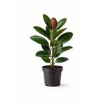 A&N Florya Vadi 60-80 Cm Kauçuk Çiçeği Ficus Elastica – Üretim Saksılı Büyük Yapraklı Salon Bitkisi