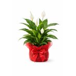A&N Florya Vadi 90-110cm Barış Çiçeği 8 Mart Kadınlar Gününe Özel Süslemeli Saksılı Spathiphyllum Romantik Hediyelik