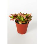 Anacampseros Rufescens Variegata Aka Rainbow Sand Rose Sukulent Pembe Çiçek Açar 5.5 Cm Saksıda