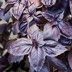 Anamur Naturel Basil Boza Kırmızı Tatlı Fesleğen Tohumu(100 tohum)