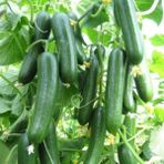 Anamur Naturel Bol Verimli Turan F1 Badem Salatalık Fidesi (5 Adet)