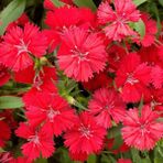 Anamur Naturel Dianthus Heddewigii Bravo Karanfil Çiçeği Tohumu (100 Adet)