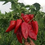 Anamur Naturel Doğal Salçalık Közlemelik Kızartmalık Tatlı Kırmızı Kapya Biberi Tohumu (70 Tohum) - 1 Paket