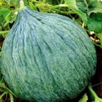 Anamur Naturel Geleneksel Doğal Hasanbey Kavun Tohumu (20 Tohum) - 1 Paket