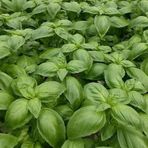 Anamur Naturel Green Flesh Geniş Yapraklı Aromatik Fesleğen Tohumu (50 tohum)