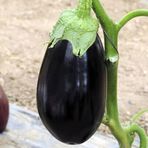 Anamur Naturel İri Taneli Topan Adana Patlıcan Fidesi (5 adet)