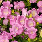 Anamur Naturel Isabella Campanula Rose Pink Çan Çiçeği Tohumu (100 Tohum) - 100 Adet