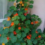 Anamur Naturel Karışık Renkli Sarmaşık Latin Çiçeği Tohumu (10 Tohum) - 10 Adet
