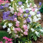 Anamur Naturel Katmerli Campanula Karışık Çan Çiçeği Tohumu (100 Tohum) - 100 Adet