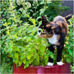 Anamur Naturel Kedi Otu Tohumu (75 Tohum) - 20 Adet
