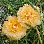 Anamur Naturel Küçük Sarı Karanfil Çiçeği Tohumu (50 tohum)