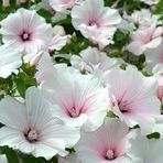 Anamur Naturel Lavatera Trimestris Regis Pure White Pamuk Çiçeği Tohumu(50 tohum)