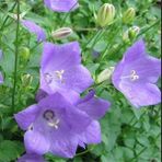 Anamur Naturel Light Blue Campanula Çan Çiçeği Tohumu (100 Tohum) - 100 Adet