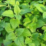 Anamur Naturel Melissa Oğul Otu Tohumu (200 Tohum) - 200 Adet