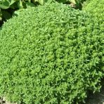Anamur Naturel Melissa Oğul Otu Tohumu(50 Tohum) - 50 Adet
