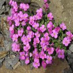 Anamur Naturel Pink Rose Aubrieta Pembe Obrizya Çiçeği Tohumu (50 Tohum) - 50 Adet