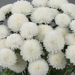 Anamur Naturel Ponpon White (Beyaz) Renkli Aster Çiçeği Tohumu (20 tohum)