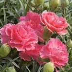 Anamur Naturel Pure Rose Karanfil Çiçeği Tohumu(70 Adet)