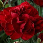 Anamur Naturel Red Love Karanfil Çiçeği Tohumu(70 Adet)