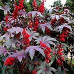 Anamur Naturel Ricinus Communis Kene Çiçeği Tohumu (500 Tohum) - 500 Adet