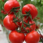 Anamur Naturel Şimşek Kokulu Sırık Kırmızı Salkım Domates Fidesi (5 Fide)
