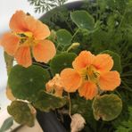 Anamur Naturel Tropaeolum Peach Melba Latin Çiçeği Tohumu (10 Adet)