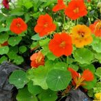 Anamur Naturel Tropaeolum Single Apricot Latin Çiçeği Tohumu (10 Adet)