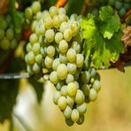 Anamur Naturel Tüplü Aromalı Beyaz Şaraplık Chardonnay Üzüm Fidanı