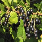 Anamur Naturel Tüplü Aromatik Goliath Ribes Nigrum Siyah Frenk Üzümü Fidanı