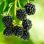 Anamur Naturel Tüplü Aromatik Yüksek Verimli Bursa-3 Böğürtlen Fidanı