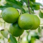 Anamur Naturel Tüplü Aşılı Bol Sulu Lime Quat Çekirdeksiz Limon Fidanı