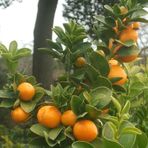 Anamur Naturel Tüplü Aşılı Fukushu Iri Yuvarlak Kamkat Fidanı (40-60 Cm)