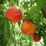 Anamur Naturel Tüplü Aşılı Tam Bodur Lezzetli Cresthaven Şeftali Fidanı