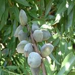 Anamur Naturel Tüplü Aşılı Tam Bodur Sert Kabuklu Laurenne Badem Fidanı