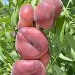 Anamur Naturel Tüplü Aşılı Tam Bodur Yassı Paraguay Şeftali Fidanı