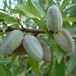 Anamur Naturel Tüplü Aşılı Verimli Çok Iri Meyveli Bertina Badem Fidanı