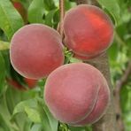 Anamur Naturel Tüplü Aşılı Yarıbodur Çok Tatlı Vista Rich Şeftali Fidanı