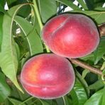 Anamur Naturel Tüplü Aşılı Yarıbodur Royal Glory Şeftali Fidanı