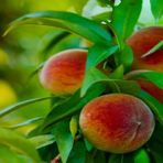 Anamur Naturel Tüplü Aşılı Yarıbodur Sert Dokulu Kardelen Şeftali Fidanı