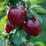 Anamur Naturel Tüplü Aşılı Yarıbodur Verimli Koyu Kırmızı Joremini Elma Fidanı