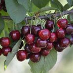 Anamur Naturel Tüplü Aşılı Yarıbodur Verimli Sweet Heart Kiraz Fidanı