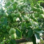 Anamur Naturel Tüplü Aşılı Yüksek Verimli Özel Lara Ceviz Fidanı