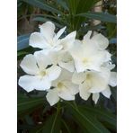 Anamur Naturel Tüplü Beyaz Zakkum Nerium Oleander Fidanı