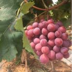 Anamur Naturel Tüplü Büyük Taneli Kırmızı Globe Üzüm Fidanı