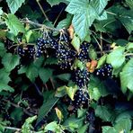 Anamur Naturel Tüplü Dev Meyveli Boskop Ribes Nigrum Siyah Frenk Üzümü Fidanı