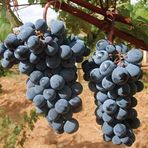 Anamur Naturel Tüplü Elazığ Back Prince Boğazkere Üzüm Fidanı