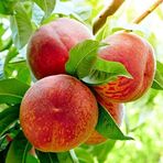 Anamur Naturel Tüplü Erkenci Fransuva Haziran Şeftali Fidanı