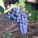 Anamur Naturel Tüplü Hevenklik Nevşehir Mor Bulut Üzüm Fidanı