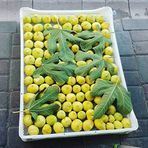 Anamur Naturel Tüplü Iri Aydın Sarısı Sofralık Kurutmalık Incir Fidanı